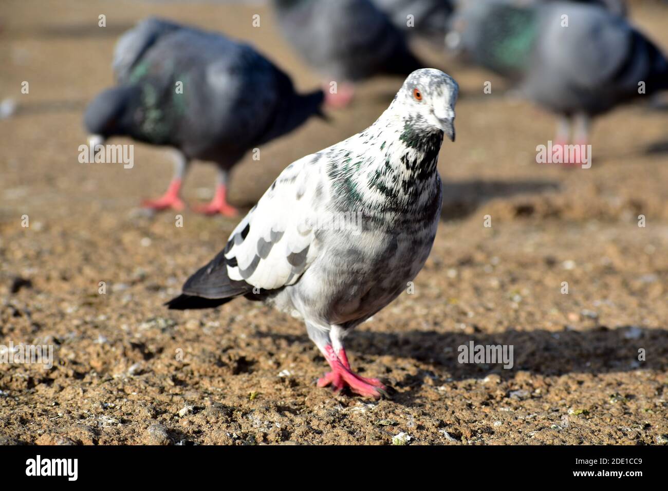 Weiße Taube auf dem Boden mit roten Augen Andere häufig gefärbte Taubenvögel Stockfoto