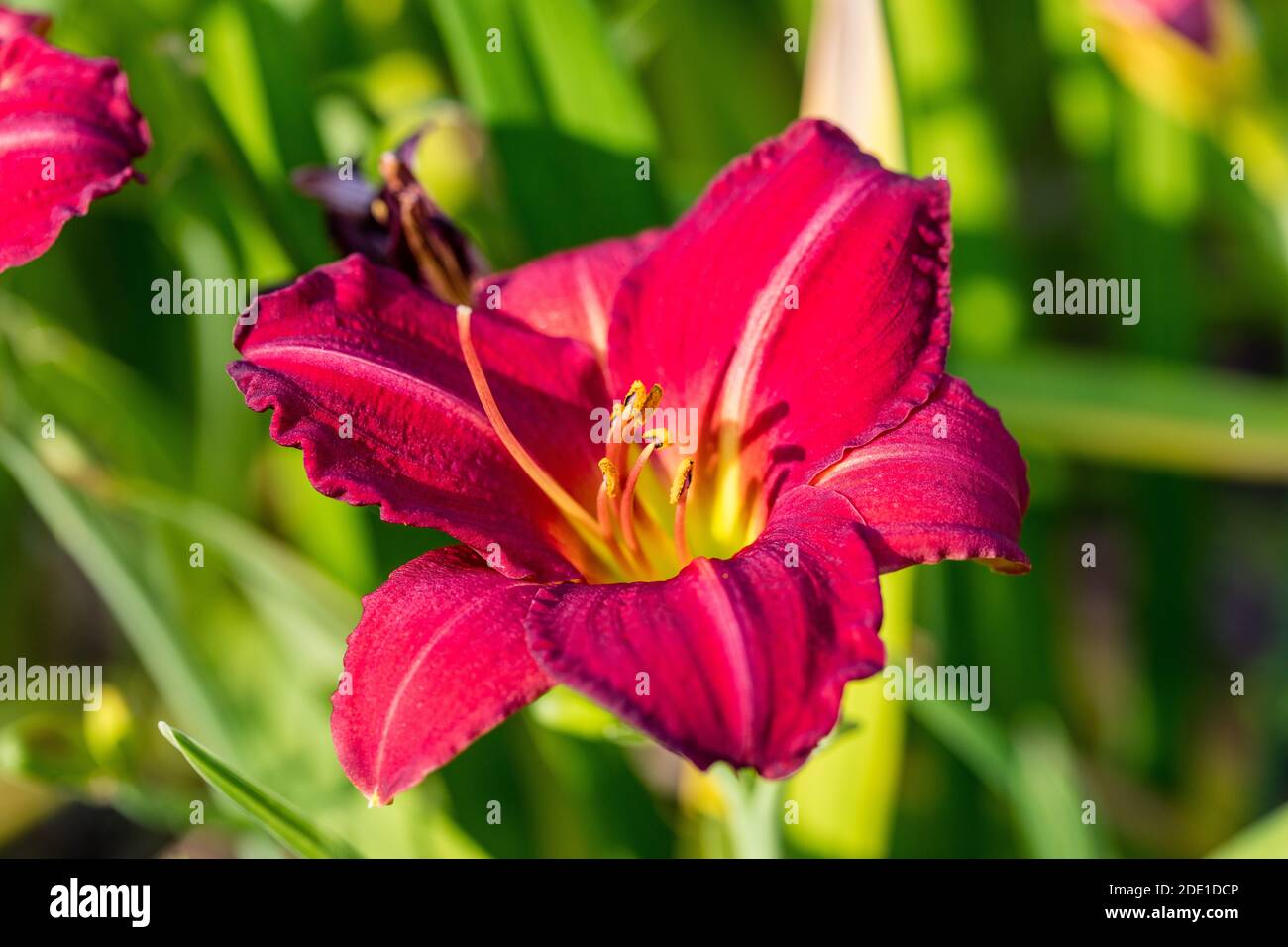 'Red Rum' Daylily, Daglilja (Hemerocallis) Stockfoto