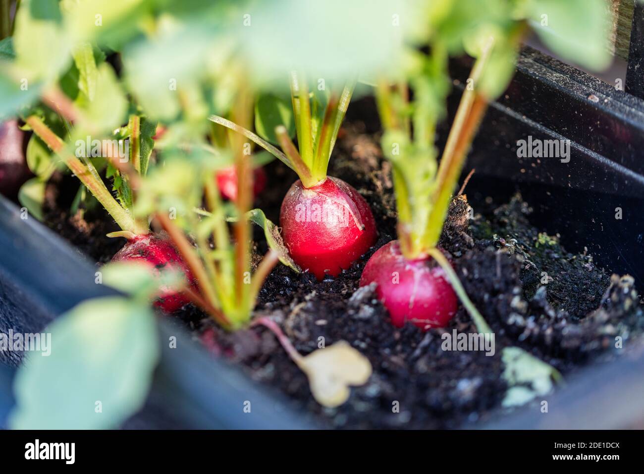 'Cherry Belle' Radish, Rädisa (Raphanus sativus) Stockfoto