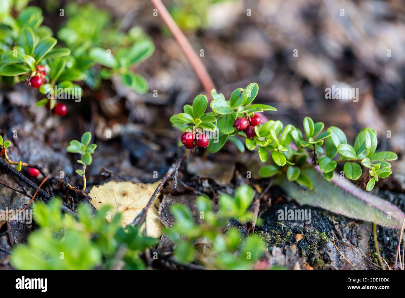 Preiselbeere, Lingon (Vaccinium vitis-idaea) Stockfoto