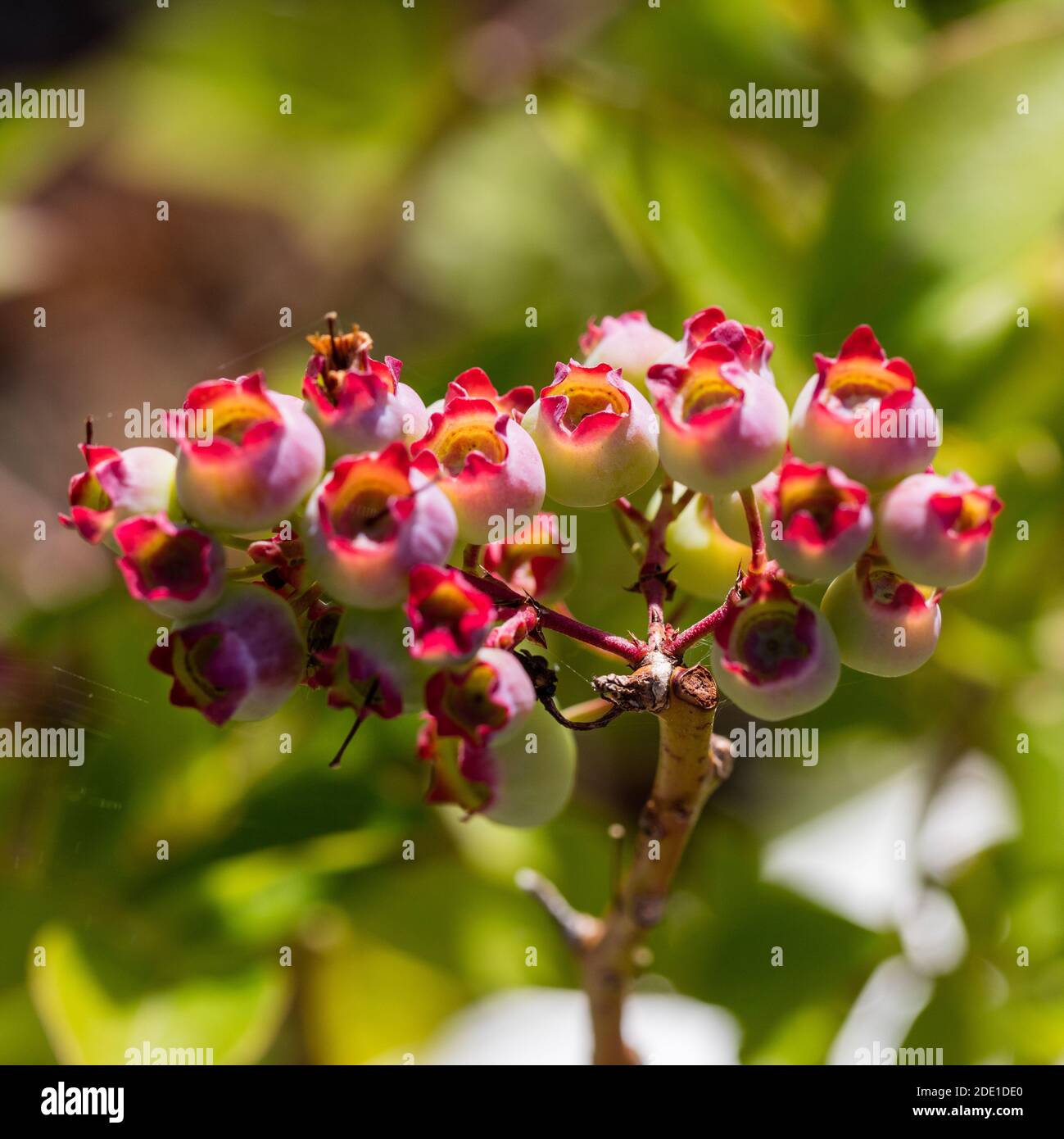 'Patriot' Blaubeere, Amerikansk blåbär (Vaccinium corymbosum) Stockfoto