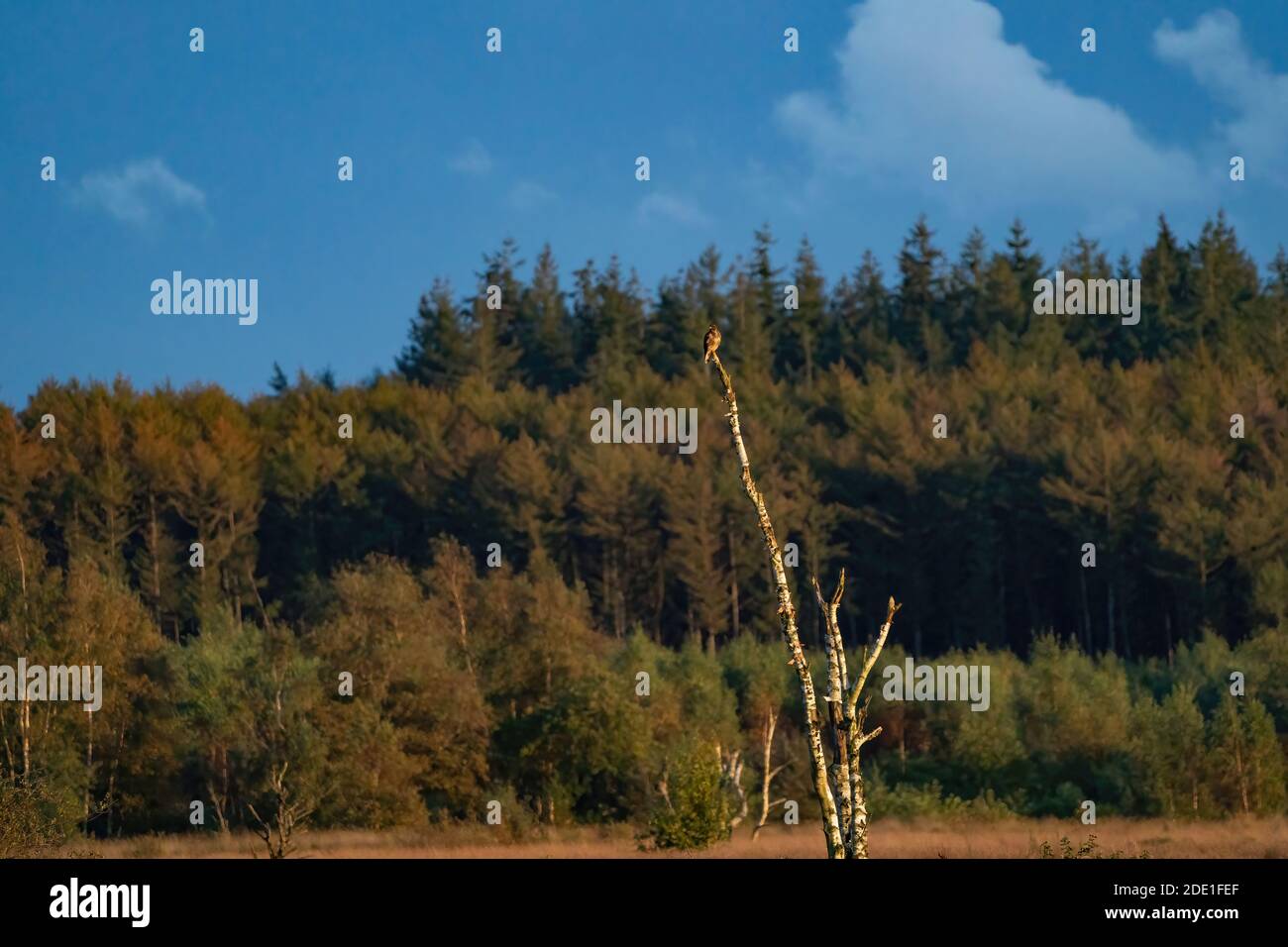 Ein Bussard wachsam an der Spitze eines toten Baumes. Wald im Hintergrund. Stockfoto