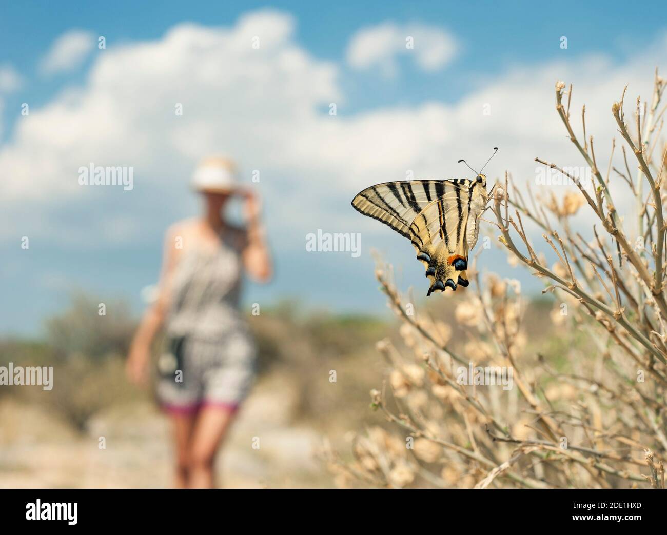 Ein Schmetterling und ein hübsches Mädchen im Hintergrund an einem sonnigen Sommertag, Stockfoto