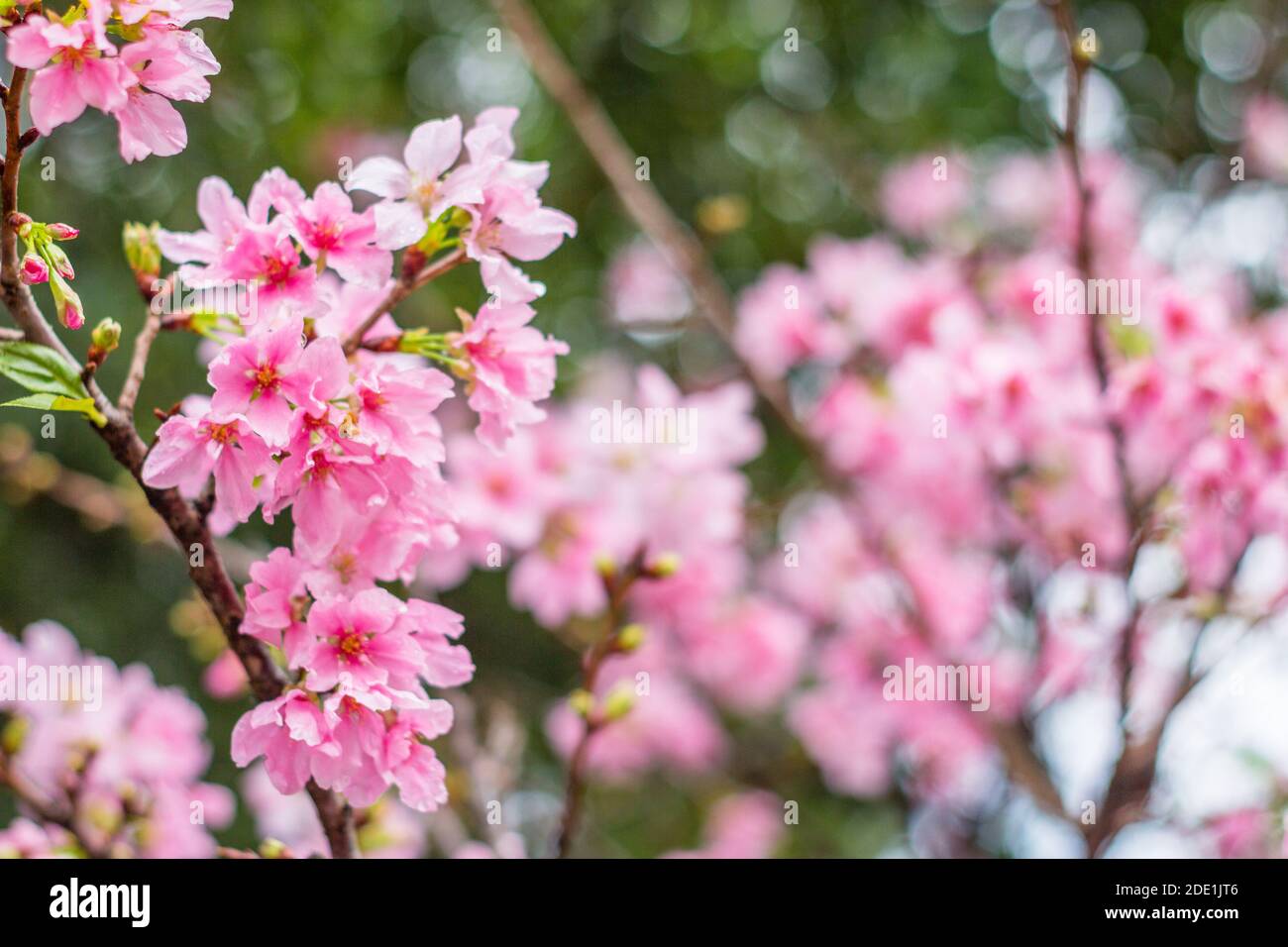 Kirschblüten in einem Garten in Taipeh, Taiwan Stockfoto