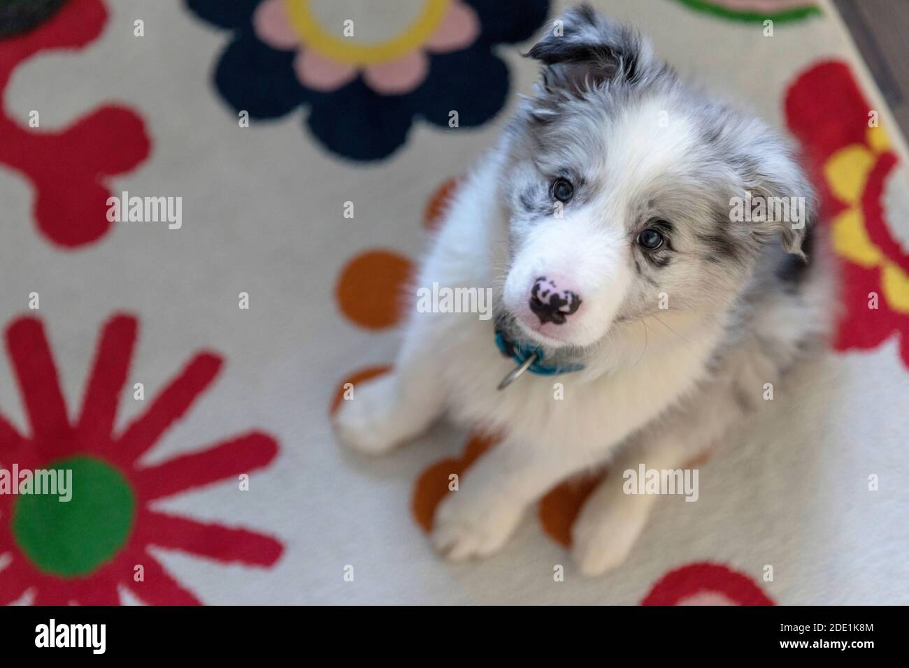 Nahaufnahme eines Border Collie Blue Merle Welpen sitzend Unten drinnen auf bunten Teppich und Blick nach oben Stockfoto