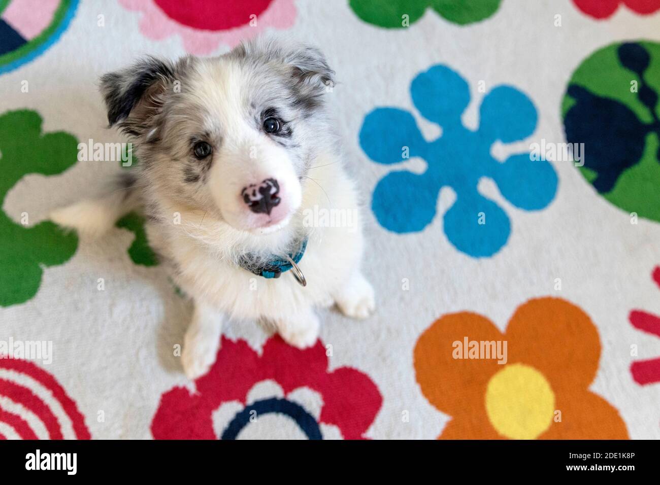 Nahaufnahme eines Border Collie Blue Merle Welpen sitzend Unten drinnen auf bunten Teppich und Blick nach oben Stockfoto