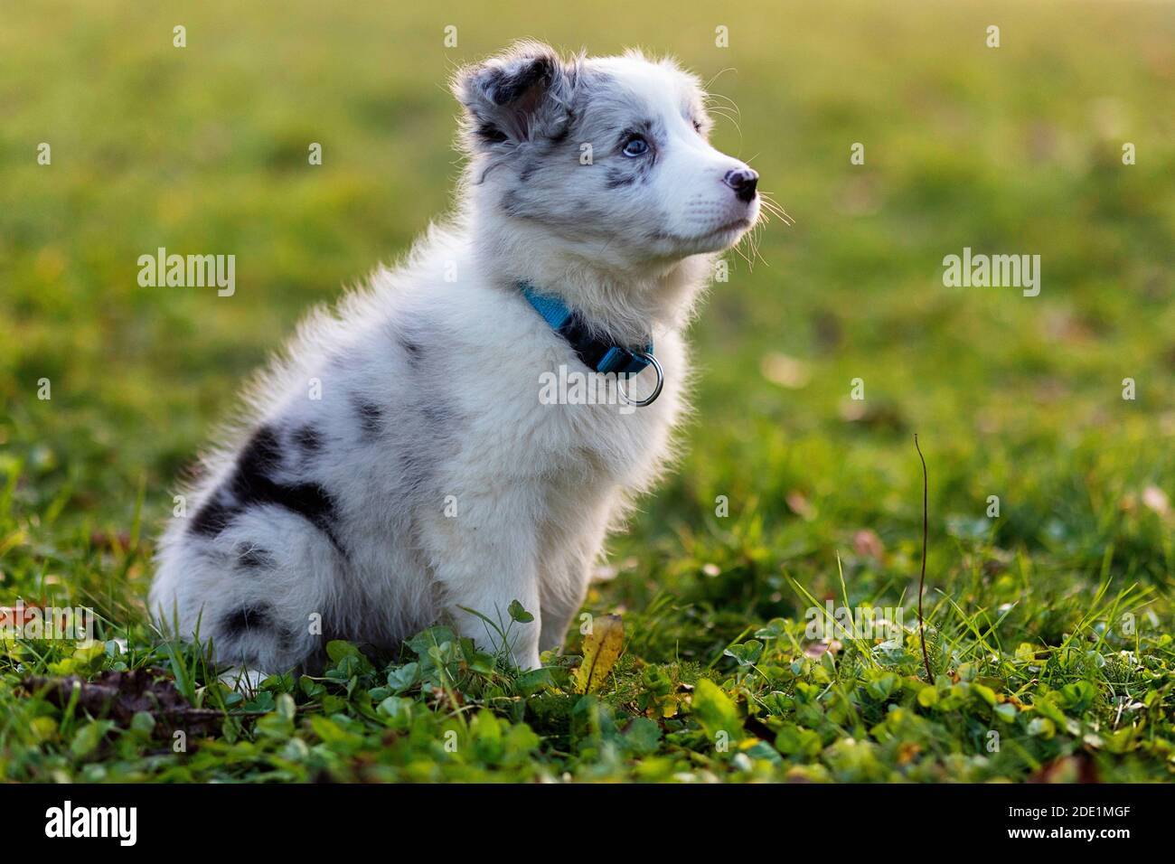 Blue Merle Border Collie Welpe sitzt auf dem Gras Stockfoto