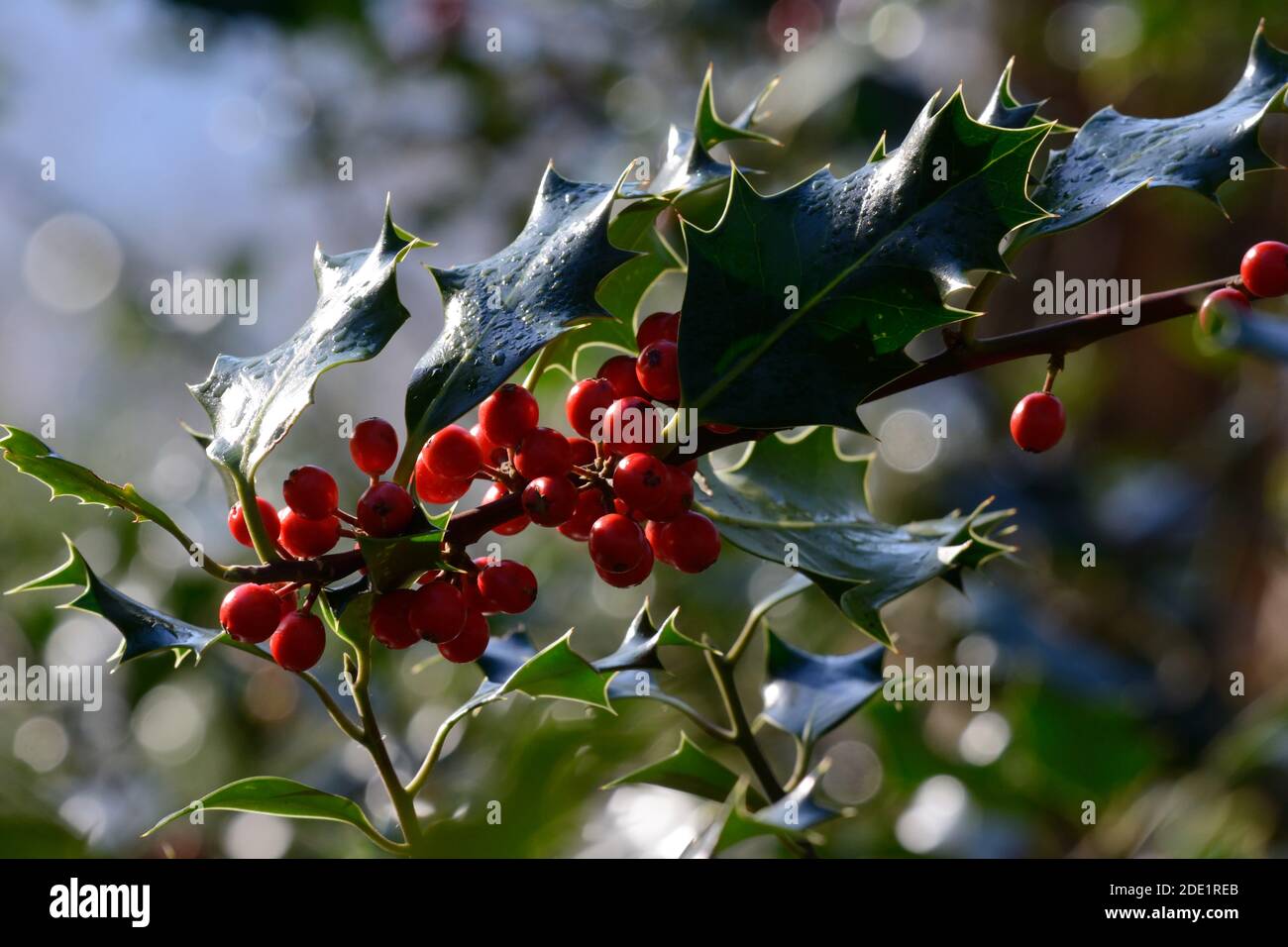 Rote Stechbeeren in einer Hecke mit Herbstfarben Stockfoto