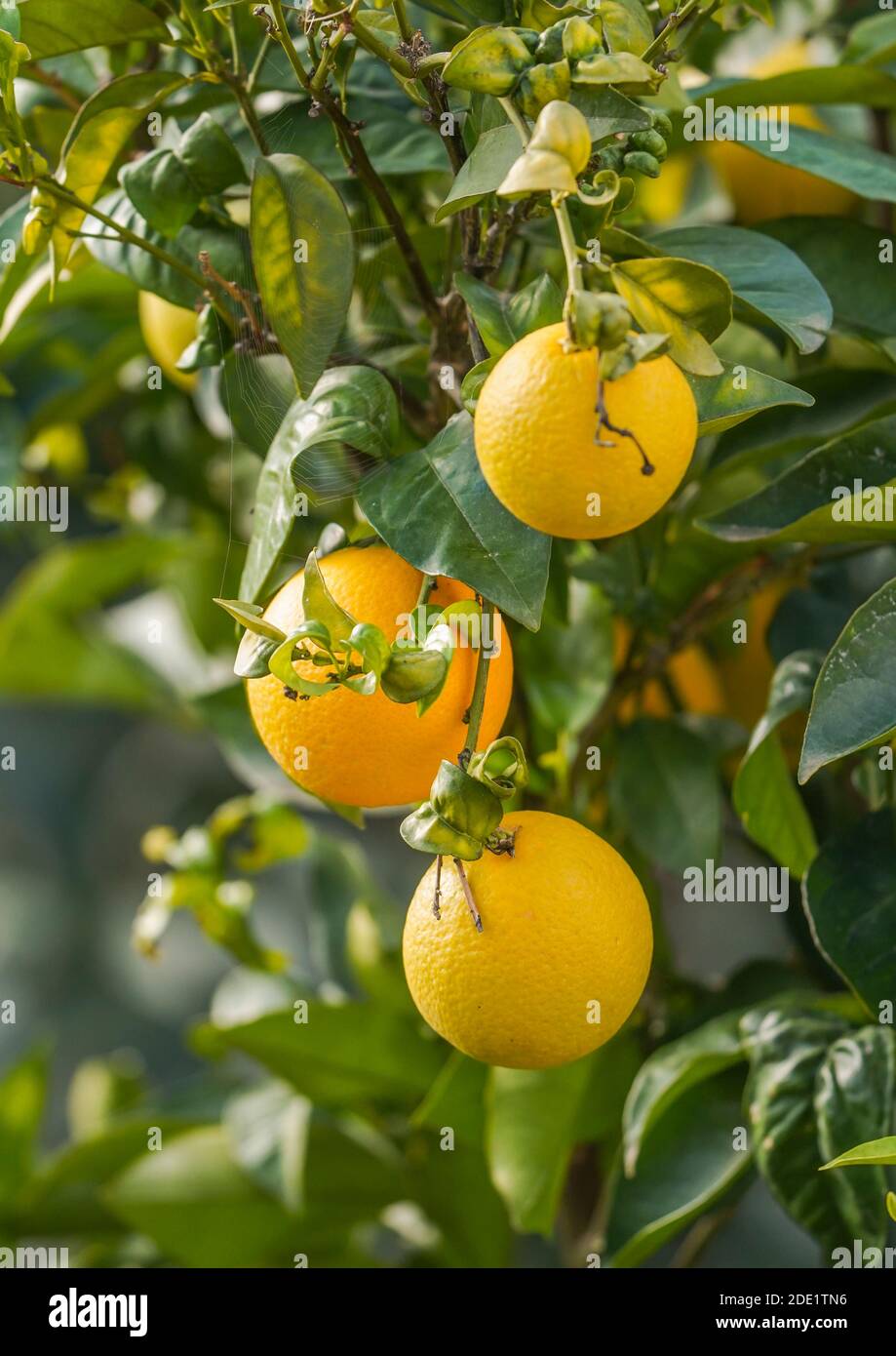 Orangen auf einem Baum. Andalusien, Spanien. Stockfoto