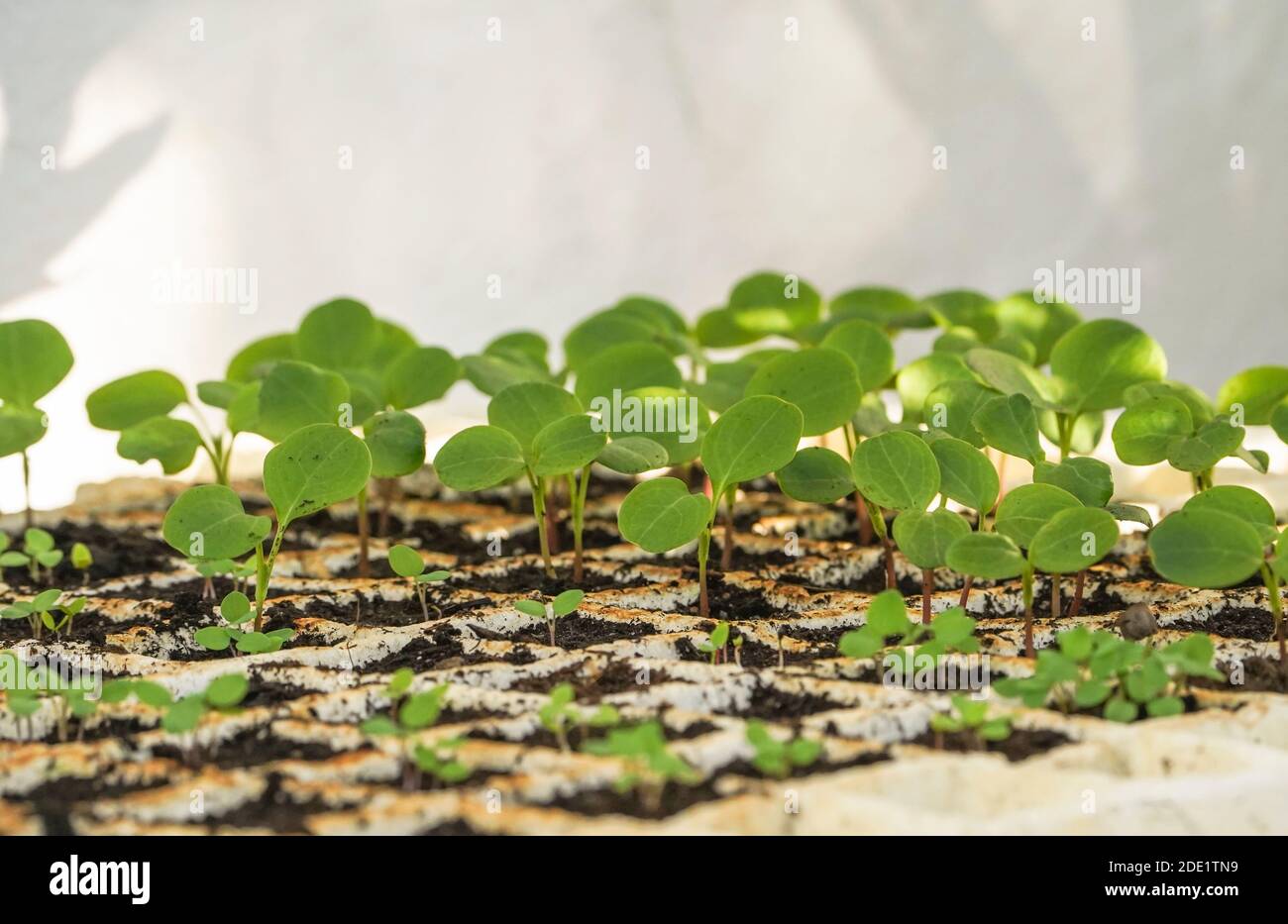 Junge Pflanzen Anbau von Annual Ehrlichkeit in Keimung Samenschale Stockfoto