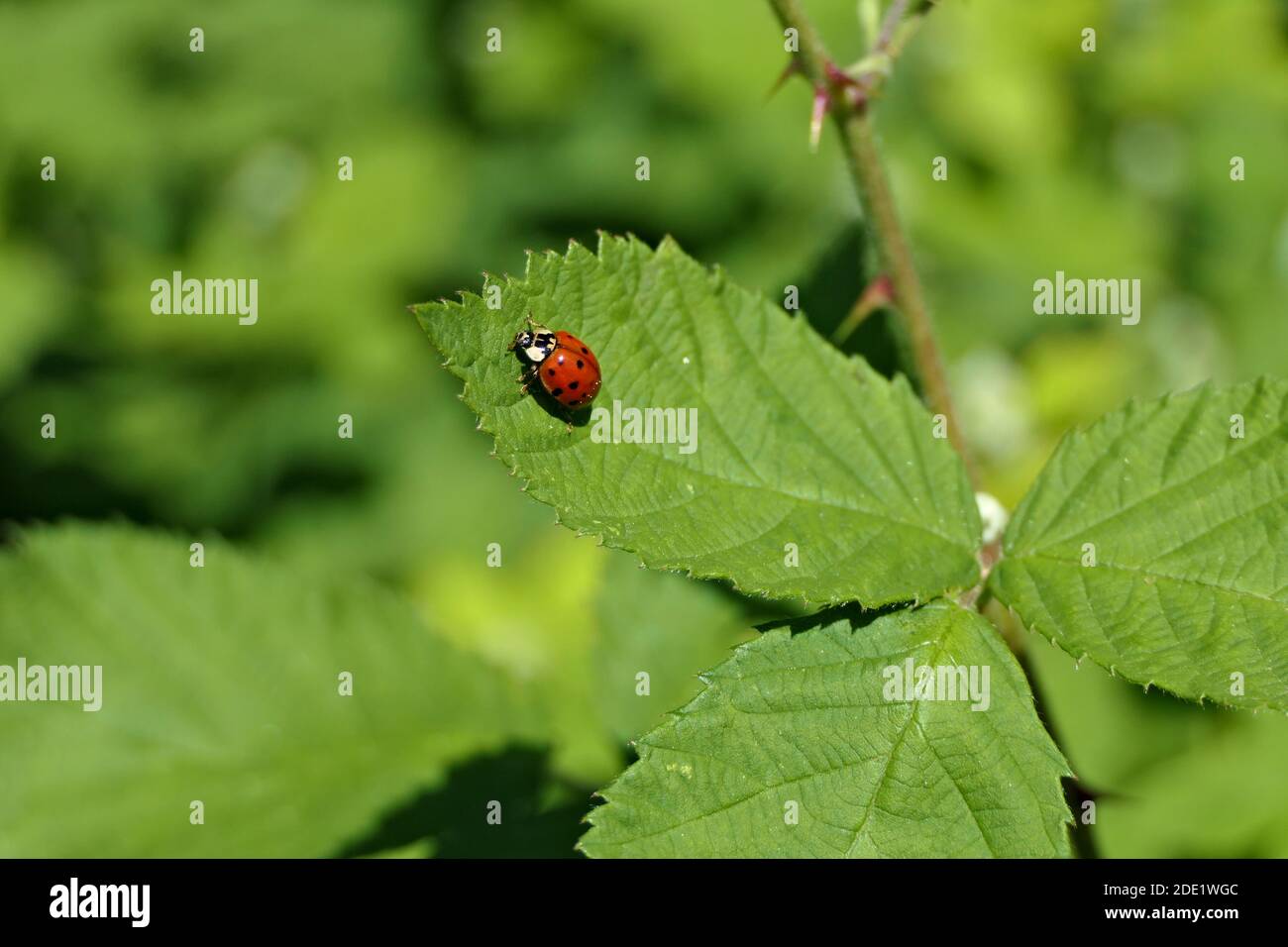 Roter Käfer - coccinellidae, Marienkäfer oder Marienkäfer auf einem grünen Blatt sitzen Stockfoto