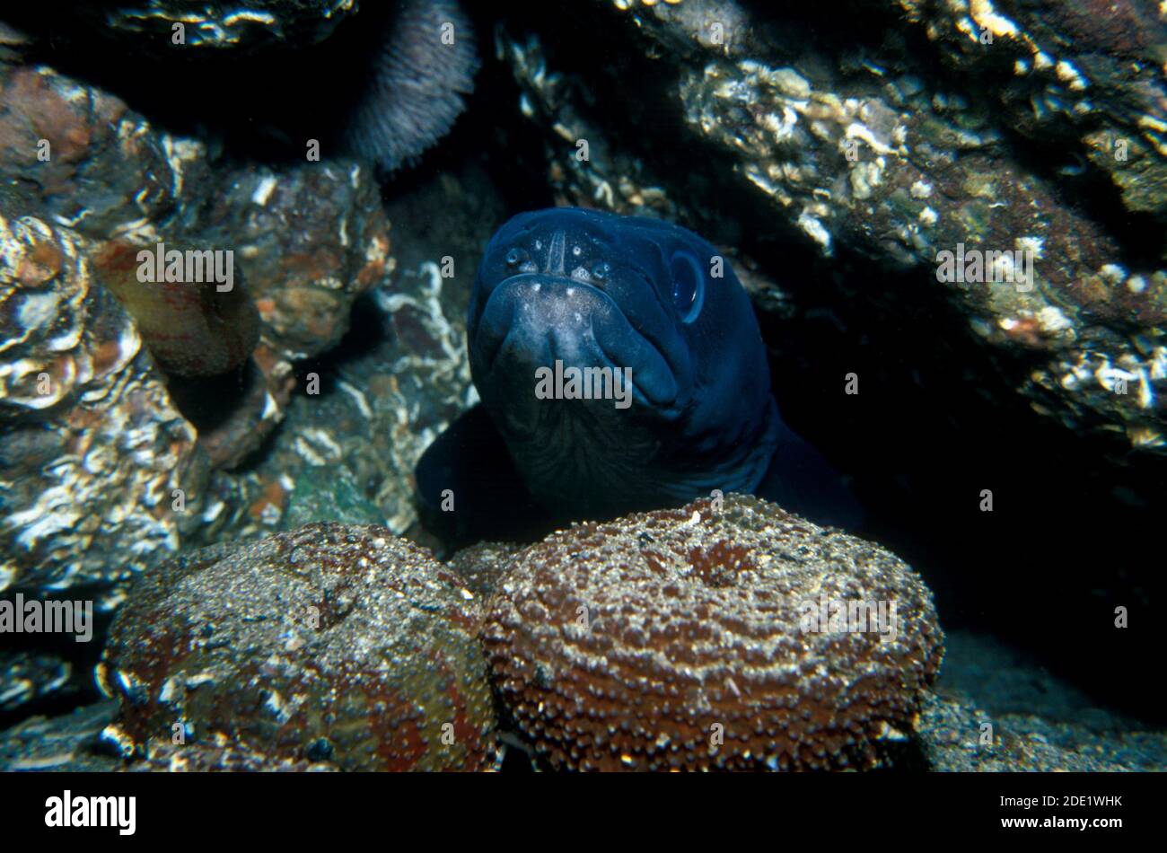 Conger Aal (Conger Conger). Stockfoto