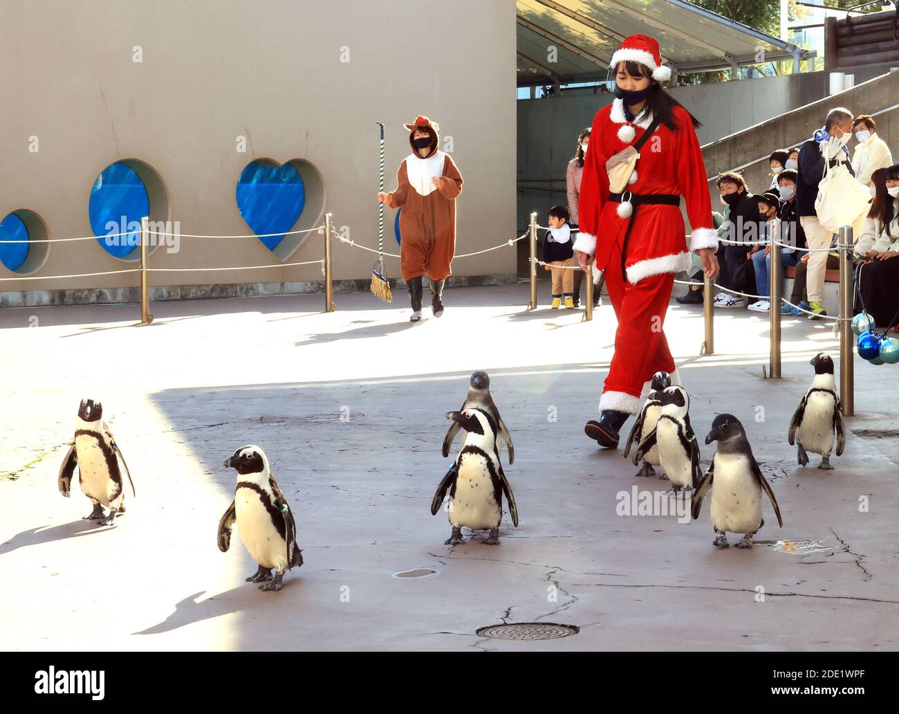 Yokohama, Japan. November 2020. Pinguine gehen mit einem Trainer in Santa-Kostüm als Teil der Weihnachtsveranstaltung im Hakkeijima Sea Paradise Aquarium in Yokohama, Vorort von Tokio am Samstag, 28. November 2020. Die Show wird täglich stattfinden, um Besucher bis zum Weihnachtstag anzuziehen. Quelle: Yoshio Tsunoda/AFLO/Alamy Live News Stockfoto