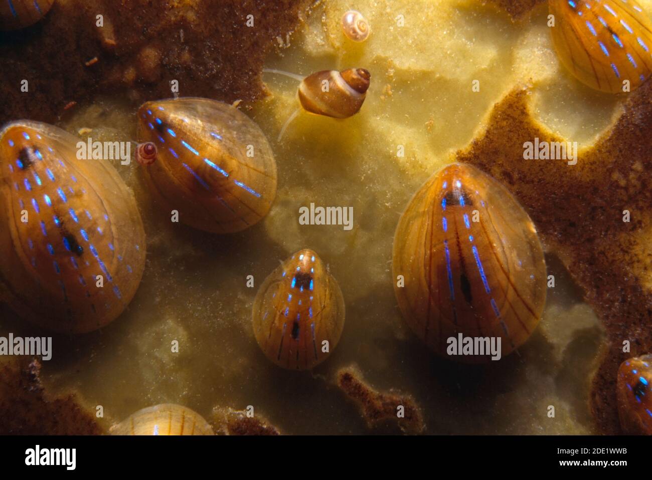 Blau-strahlende Milchkärpfling, Gruppenfütterung an einem Kelpfrond, Großbritannien. Stockfoto