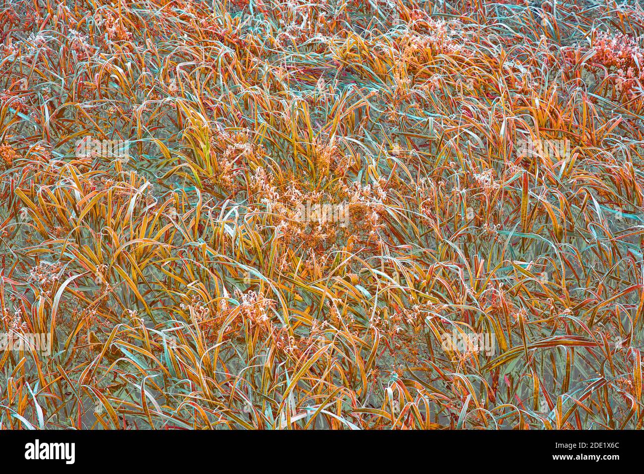 Feld von farbigem Gras Stockfoto