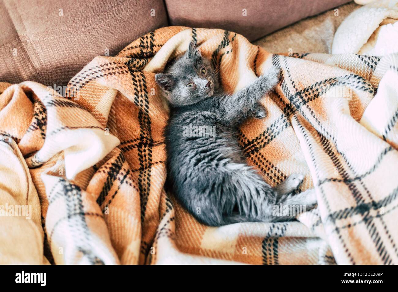 Ein kleines graues Kätzchen schläft auf einer Wolldecke. Entzündung des dritten Augenlids bei Katzen. Stockfoto