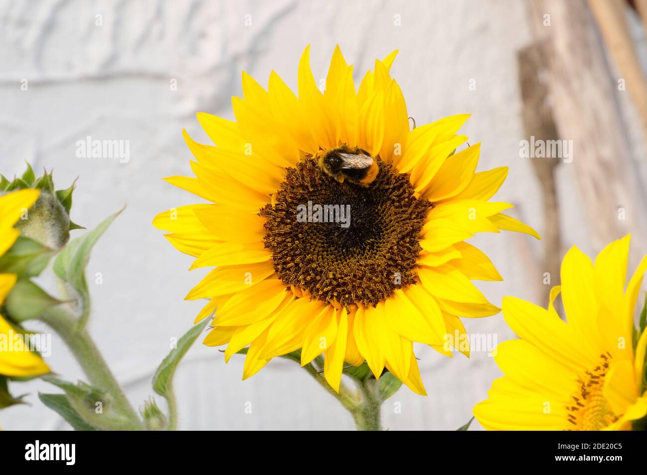 Hummel auf Sonnenblume Stockfoto