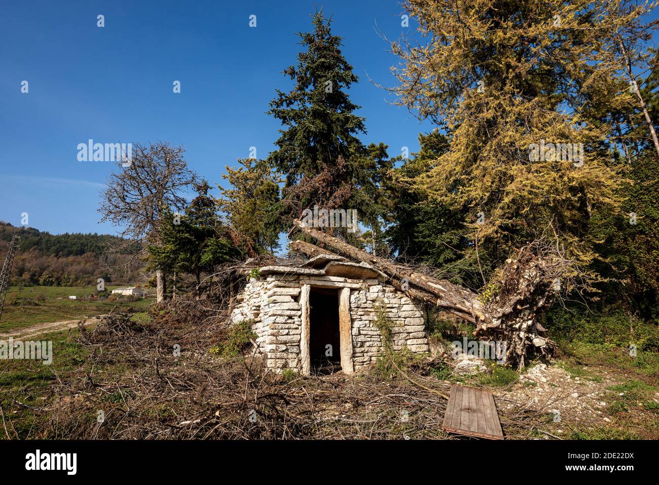 Gefallener Baum durch den sehr starken Wind auf einem kleinen Steinhaus in italienischen Alpen, Venetien, Italien, Europa. Stockfoto