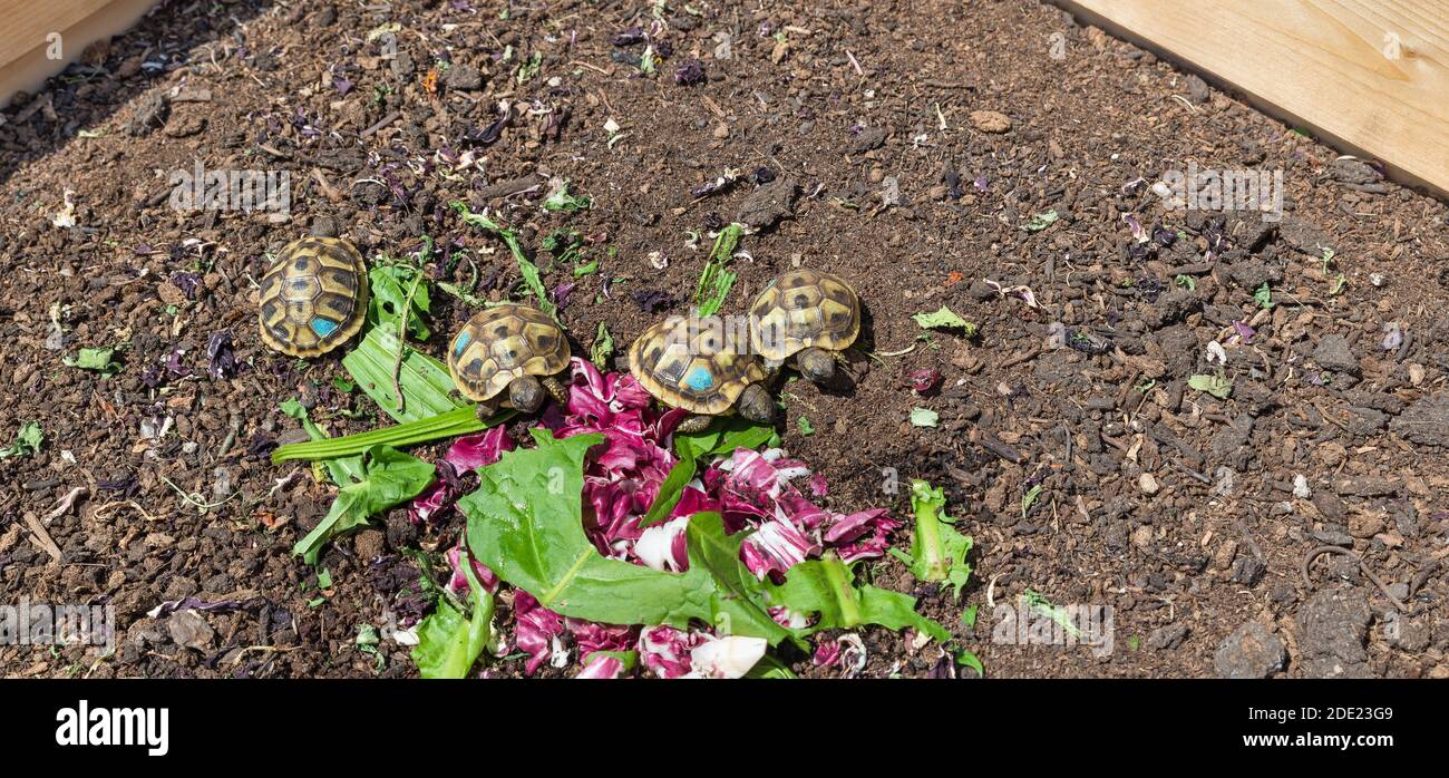 Junge Landschildkröten (Testudo hermanni boettgeri) Stockfoto