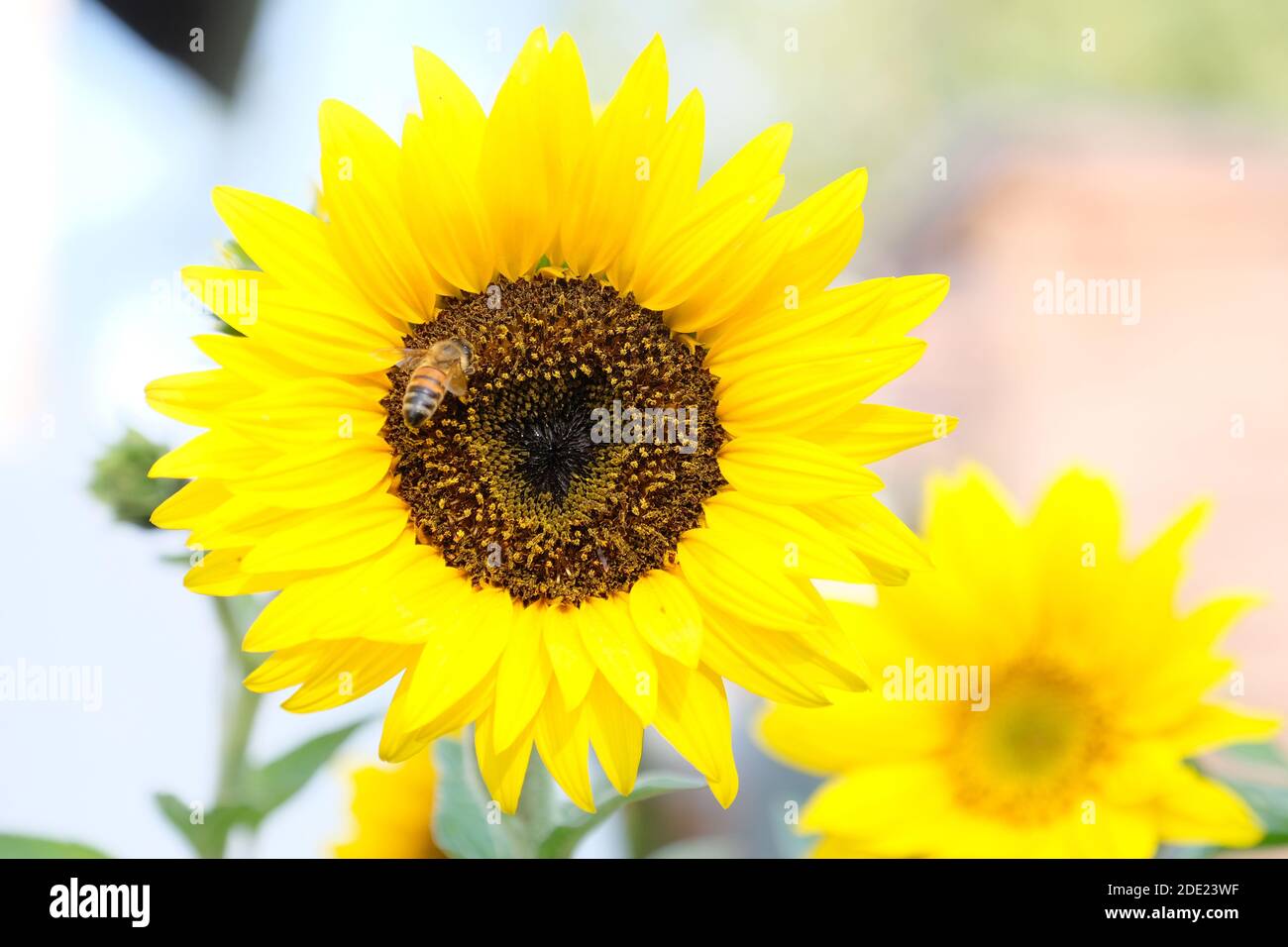 Honigbiene auf Sonnenblume Stockfoto