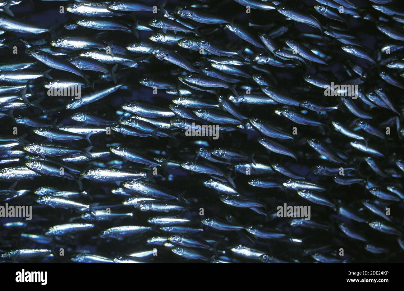 Pazifische sardine Fotos und Bildmaterial in hoher Auflösung Alamy