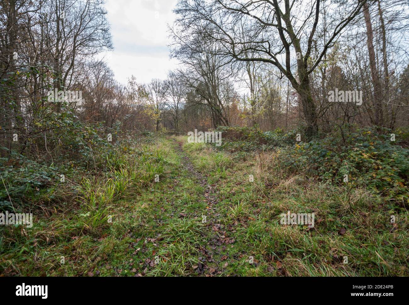 Wandholz, Hatfield Forest, Essex. Herbst/Winter. Stockfoto