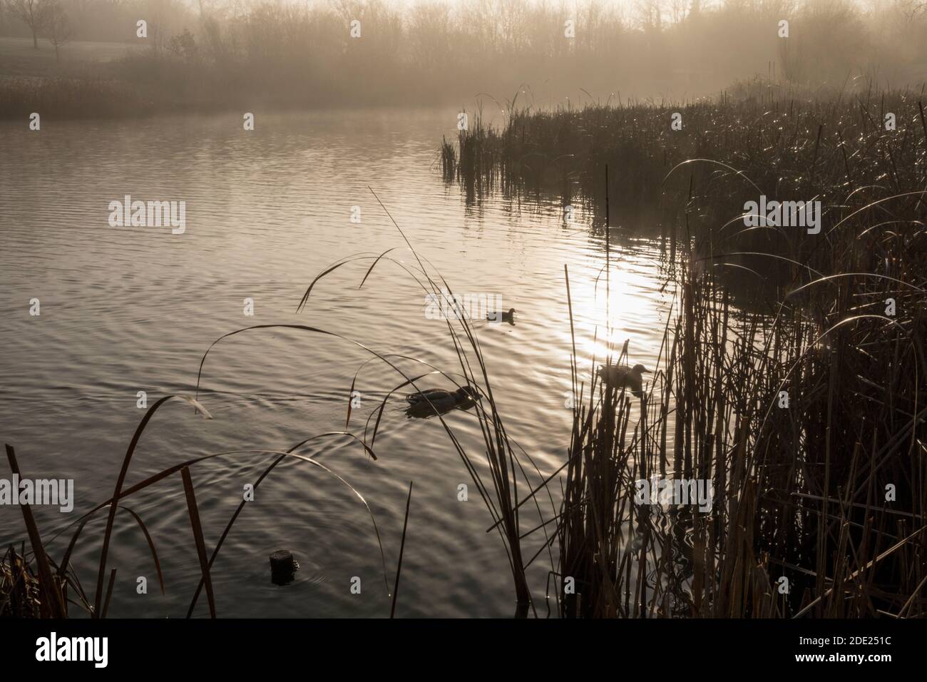 Enten auf frostigen Wasser, contre-jour, Morgenlicht Stockfoto