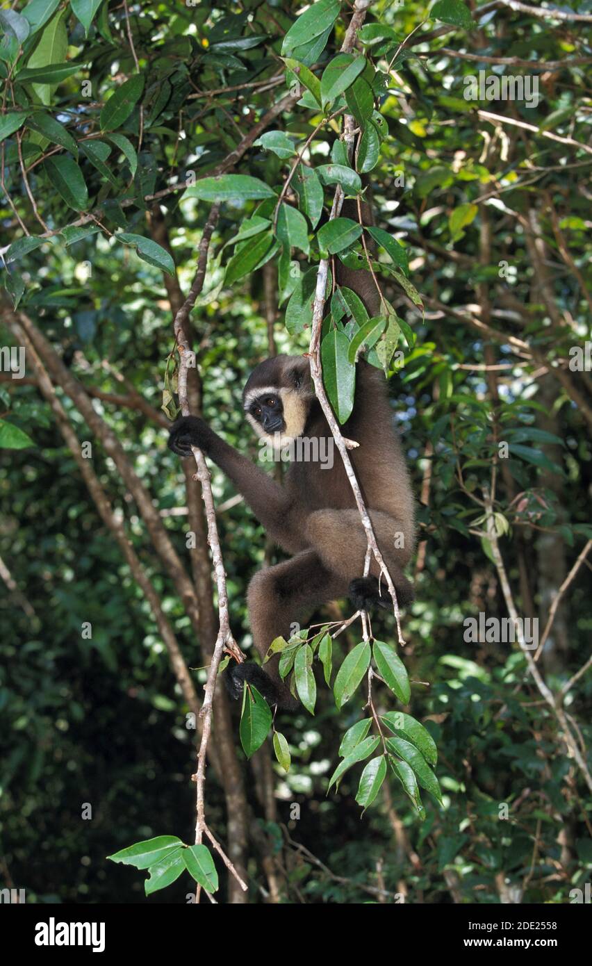 Mullers Gibbon, Hylobates Muelleri, Erwachsenen hängen vom Zweig, Borneo Stockfoto