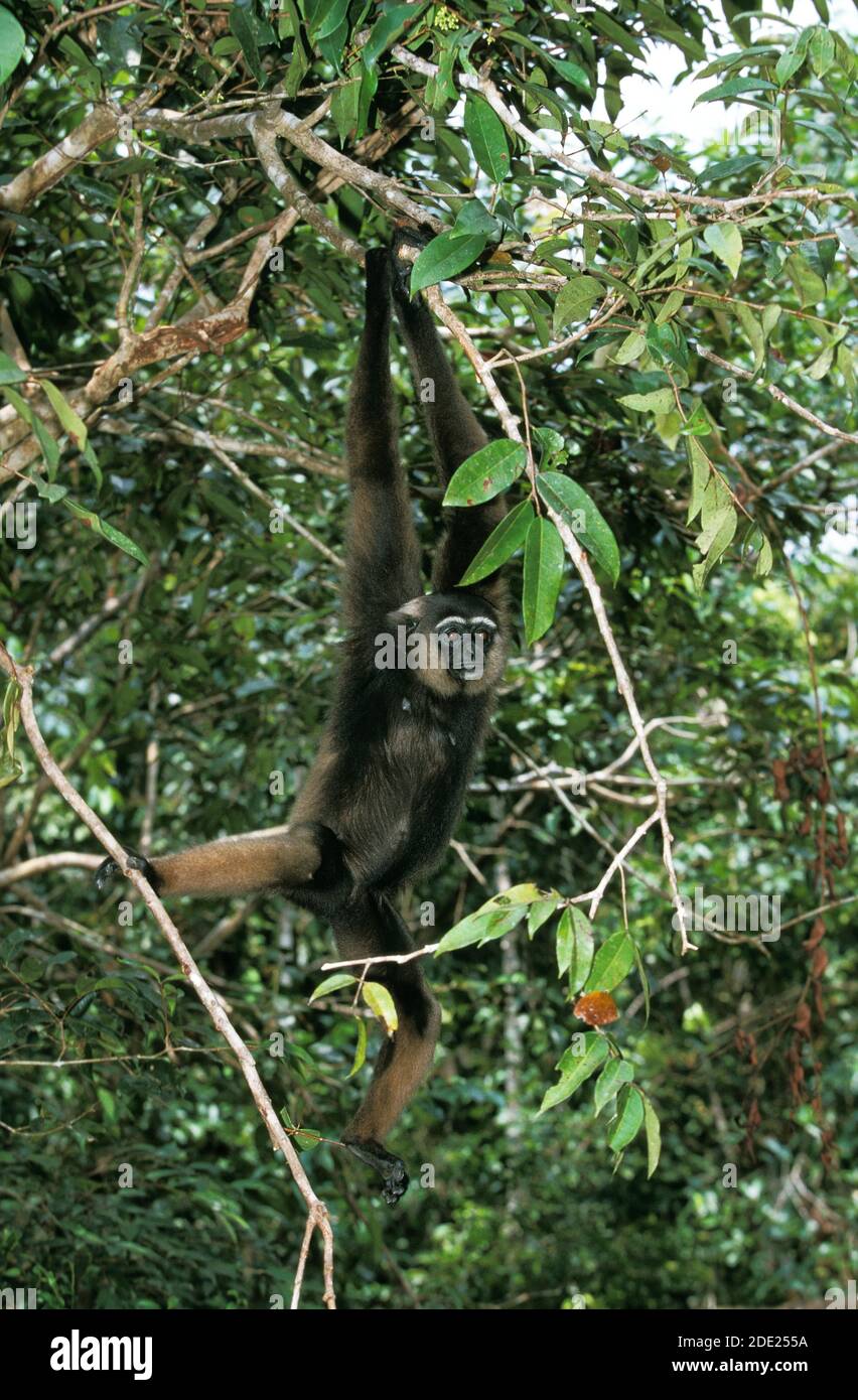 Mullers Gibbon, Hylobates Muelleri, Erwachsenen hängen vom Zweig, Borneo Stockfoto