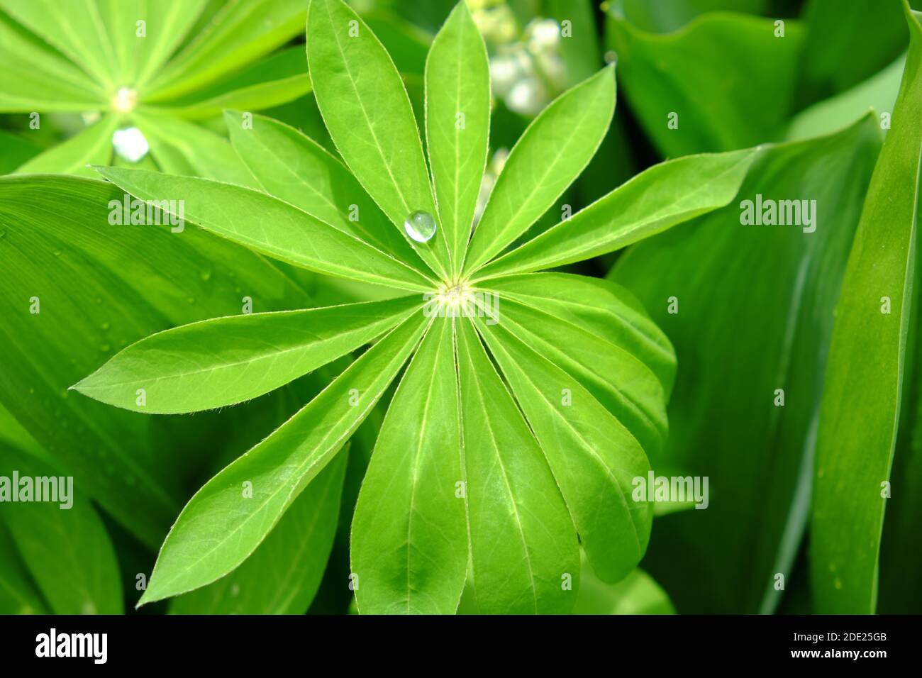 Ein großer Wassertropfen auf einem Blatt Lupine. Stockfoto