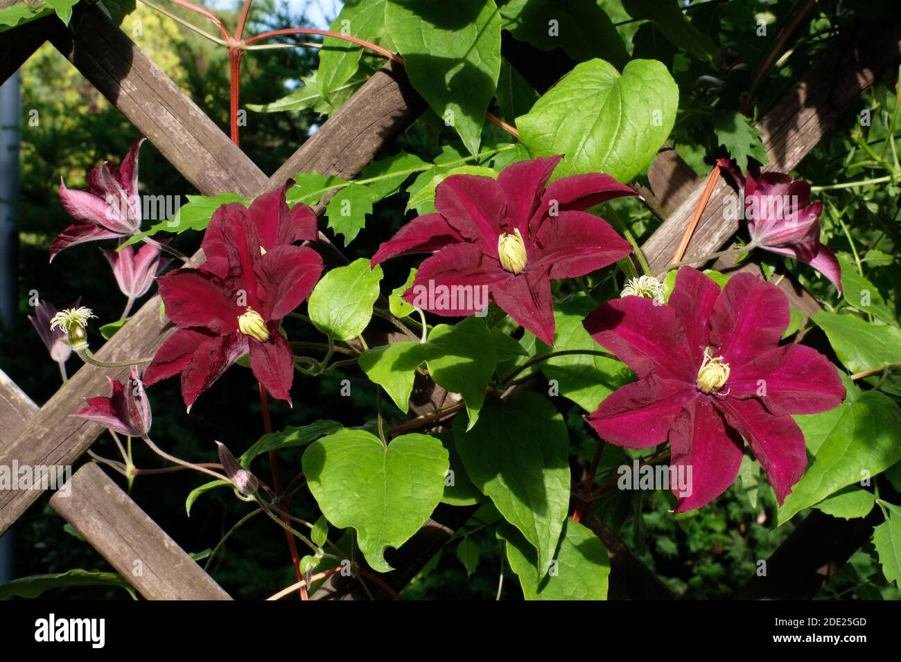 Burgunder Clematis Blumen auf einem Gitter Stockfoto