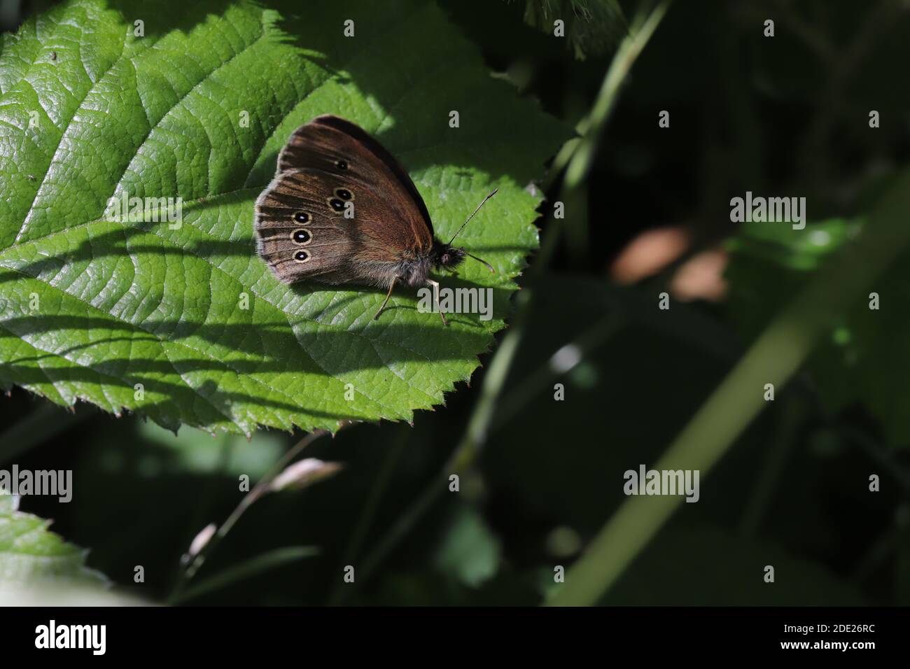 Gesprenkelte Holz Schmetterling Stockfoto