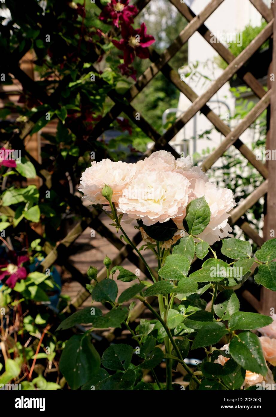 Rose und Clematis wachsen ein Trellis auf Stockfoto