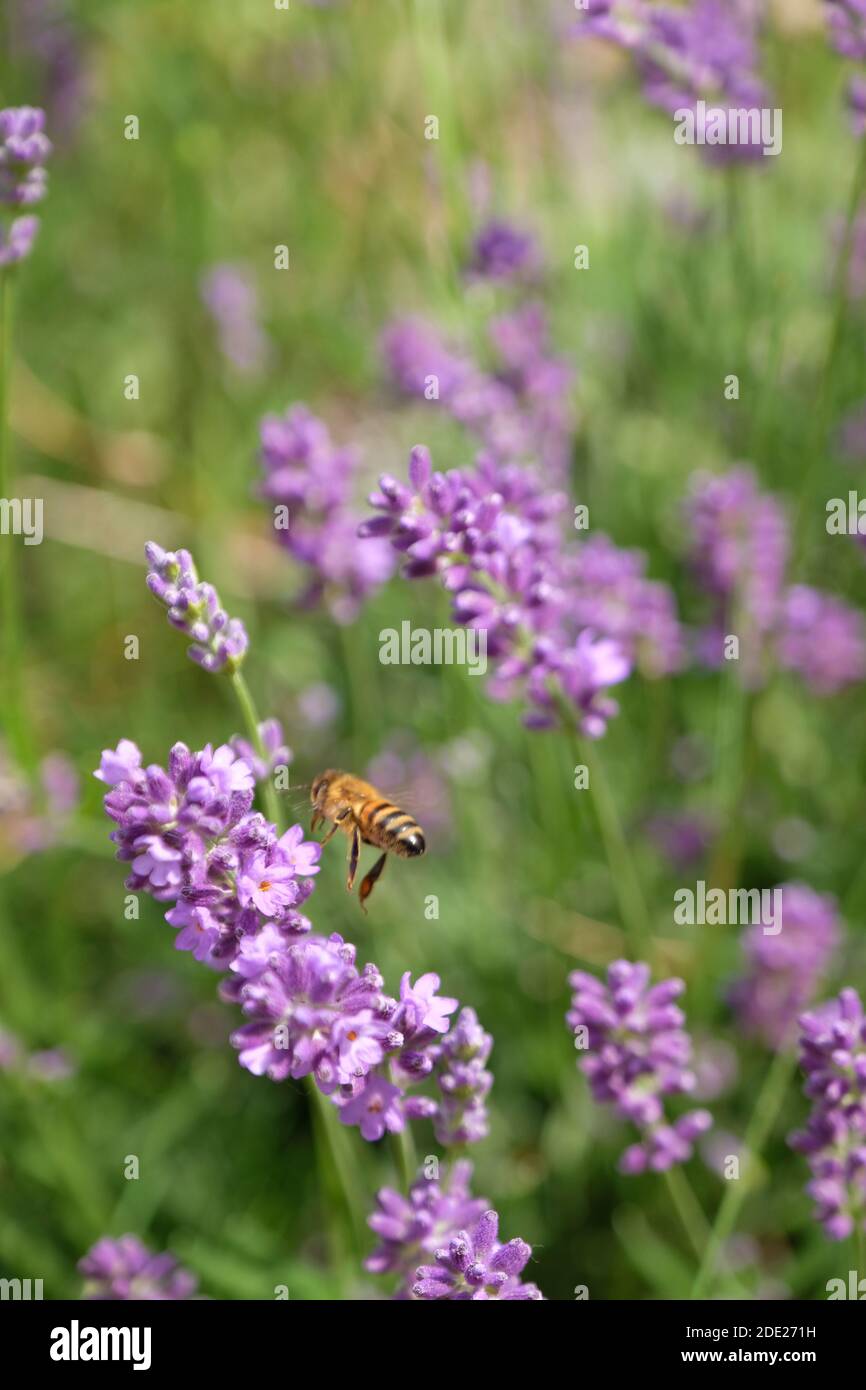 Honey Bee Landing auf Lavendel Stockfoto