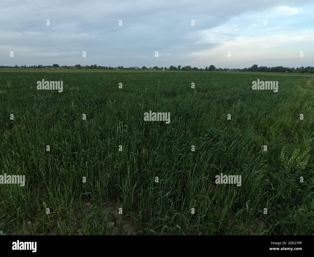 Feldgräser wiegen im Wind am Abend. Dämmerung auf dem Feld. Landschaft. Stockfoto