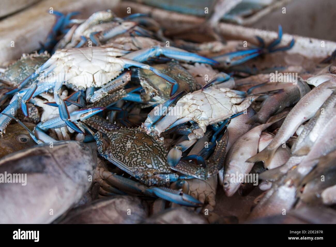 Frische blaue Krabben auf dem Fischmarkt Stockfoto