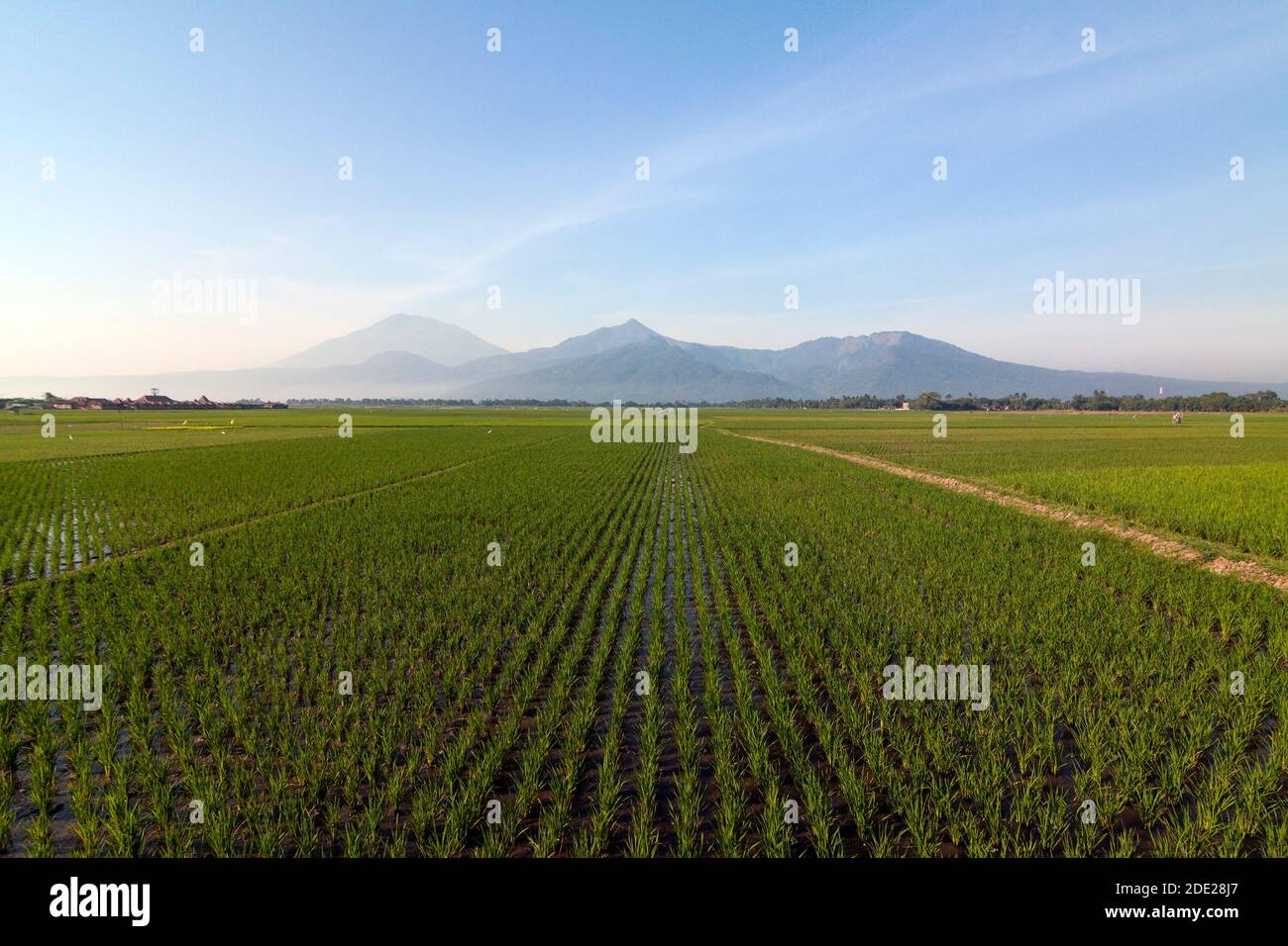 Reisfelder in Salatiga, Zentral-Java. Stockfoto