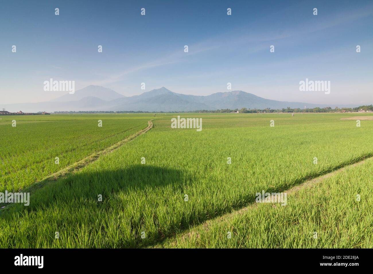 Reisfelder in Salatiga, Zentral-Java. Stockfoto