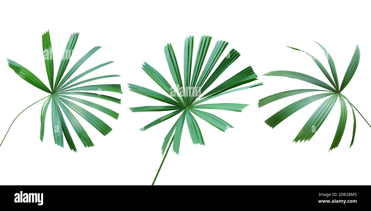 Grüne Blätter von Mangroven Fan Palm, Licuala spinosa Wurmb, isoliert auf weißem Hintergrund Stockfoto