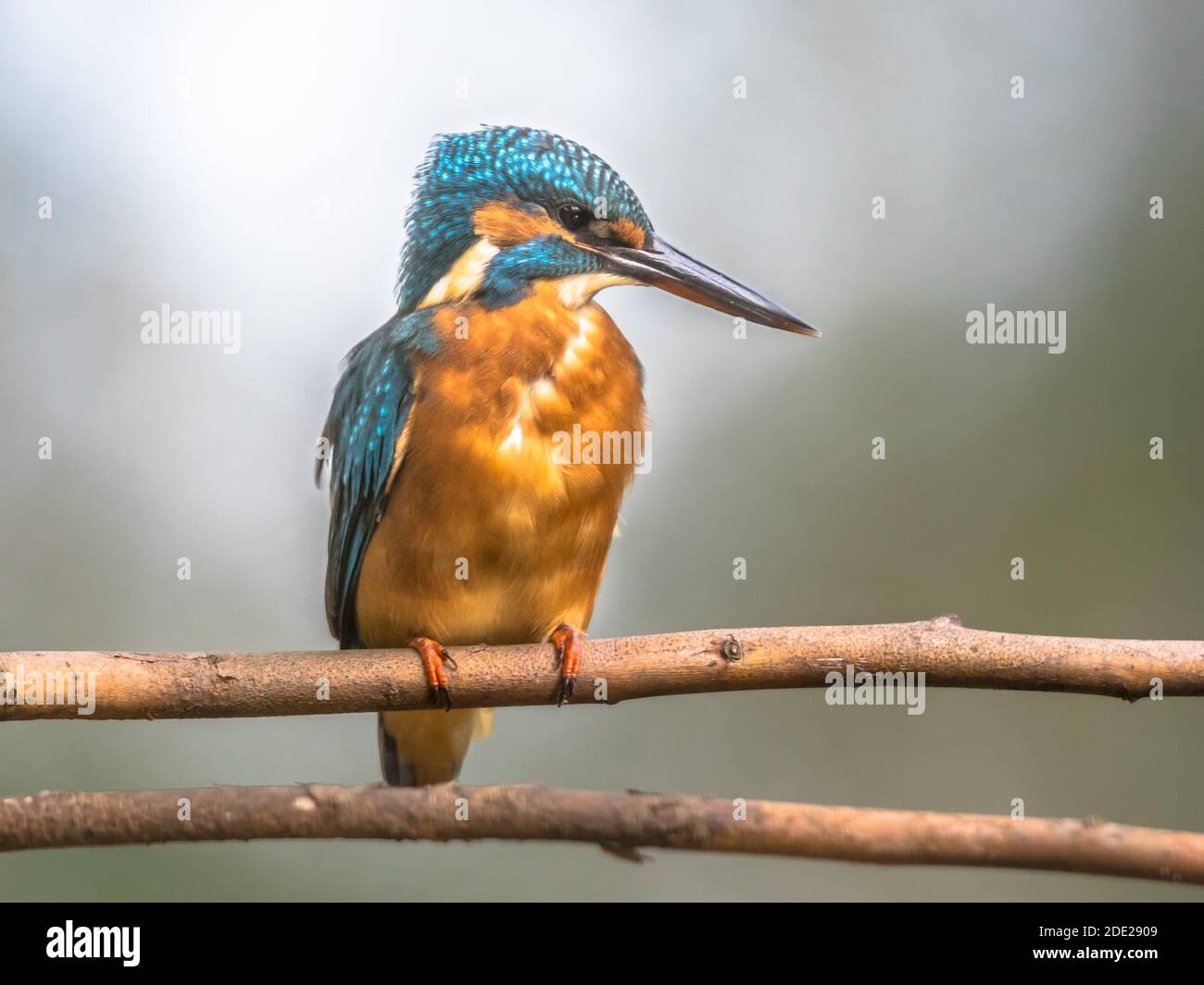 Gemeinsamen Europäischen Eisvogel (Alcedo atthis) auf einem Ast über dem Fluss und Jagd für Fische auf dem bunten Hintergrund thront. Diese sparrow - Vogel ist Stockfoto