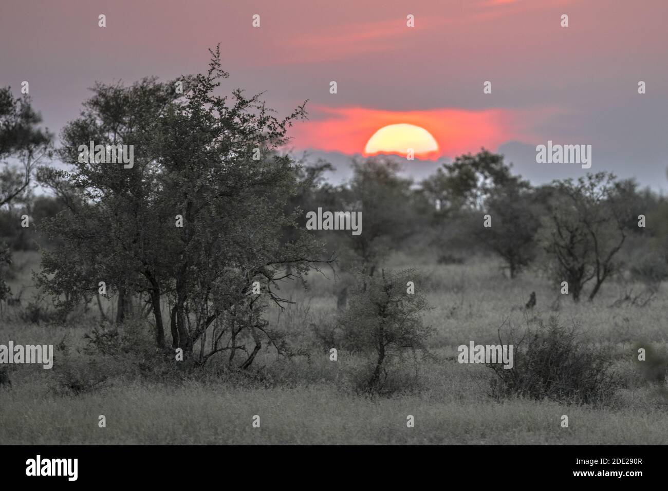 Afrikanische Sonne über Silhouette Savanna Busch und Gras bei Sonnenuntergang Im Krüger Nationalpark Südafrika Stockfoto