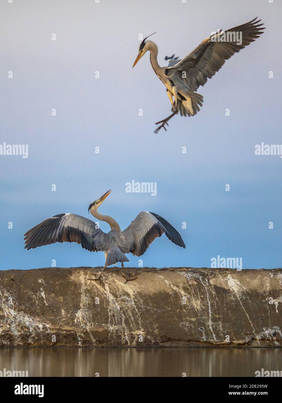 Zwei Graureiher kämpfen über das Territorium am Csaj-See, Kiskunsagi-Nationalpark, Pusztaszer, Ungarn. Februar. Der graue Heron ist ein Raubvogellivn Stockfoto