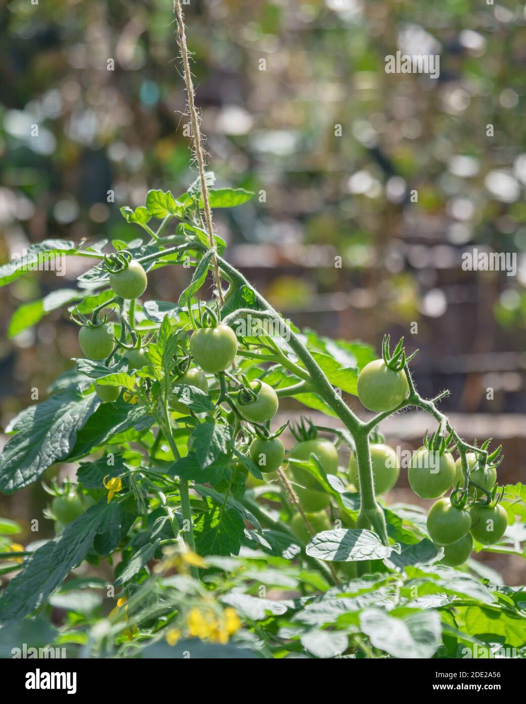 Lange Traube von Kirschtomaten auf Weinrebe mit Garnstring Unterstützung und schöne Bokeh Hintergrund im Gemeinschaftsgarten in der Nähe von Dallas, Texas, USA. Bio-tomat Stockfoto