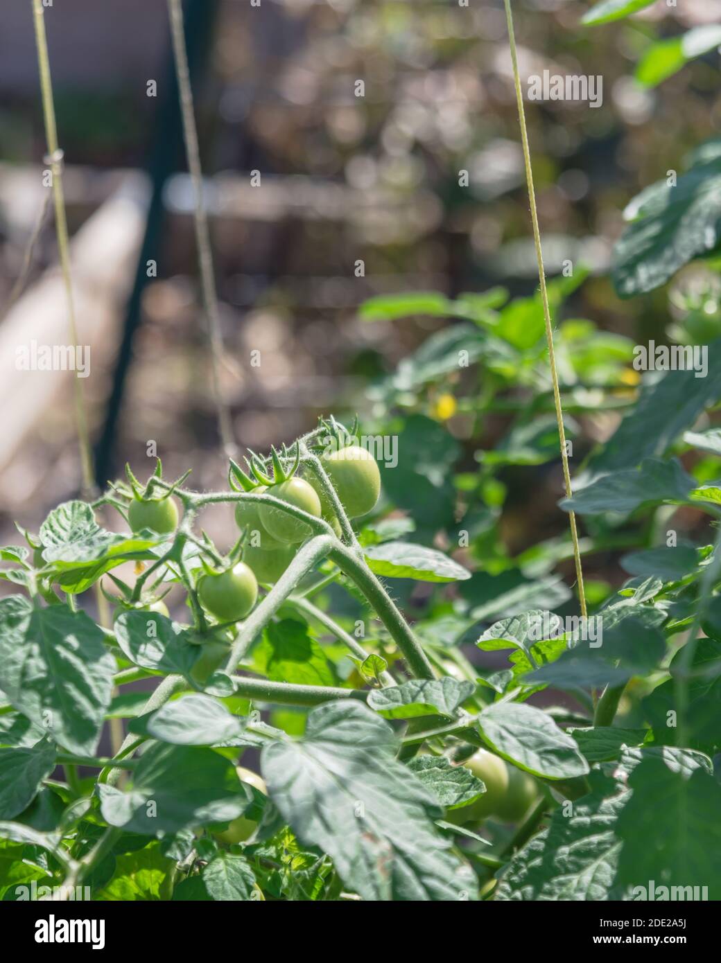 Lange Traube von Kirschtomaten auf Weinrebe mit Garnstring Unterstützung und schöne Bokeh Hintergrund im Gemeinschaftsgarten in der Nähe von Dallas, Texas, USA. Bio-tomat Stockfoto