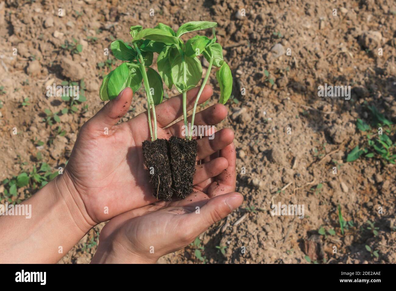 Mann Hände hält Basilikum Sämling in Gemüsegarten.Landwirtschaft und Landwirtschaft Hintergrund. Konzept für Umweltschutz und Umwelt Stockfoto