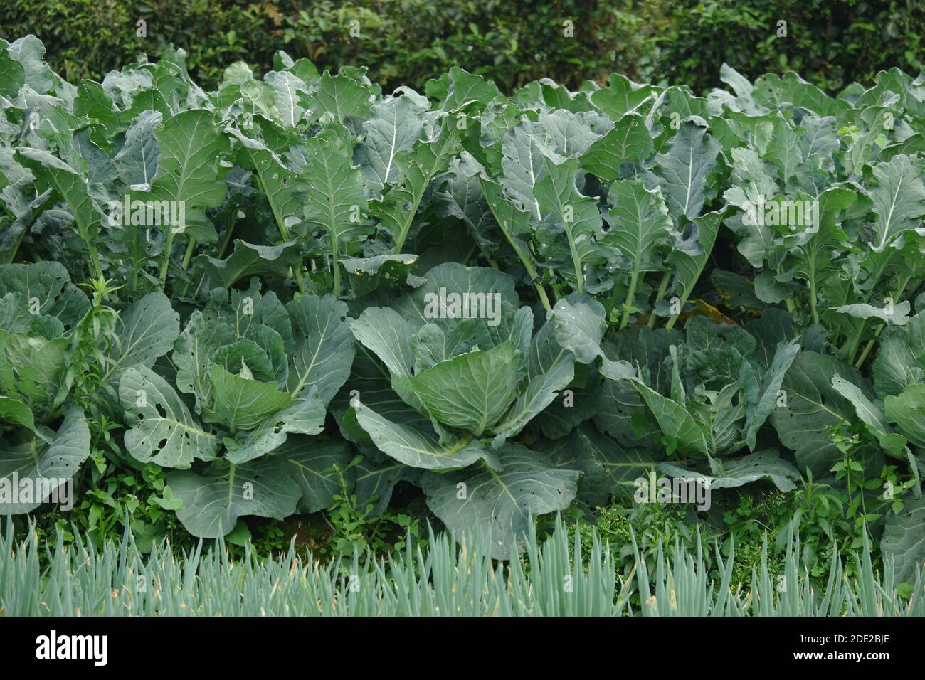 Outdoor-Gemüsepflanze im Feld Kohl (Brassica oleracea oder B. oleracea Mitglied der Gattung Brassica und der Senffamilie Brassicaceae Stockfoto