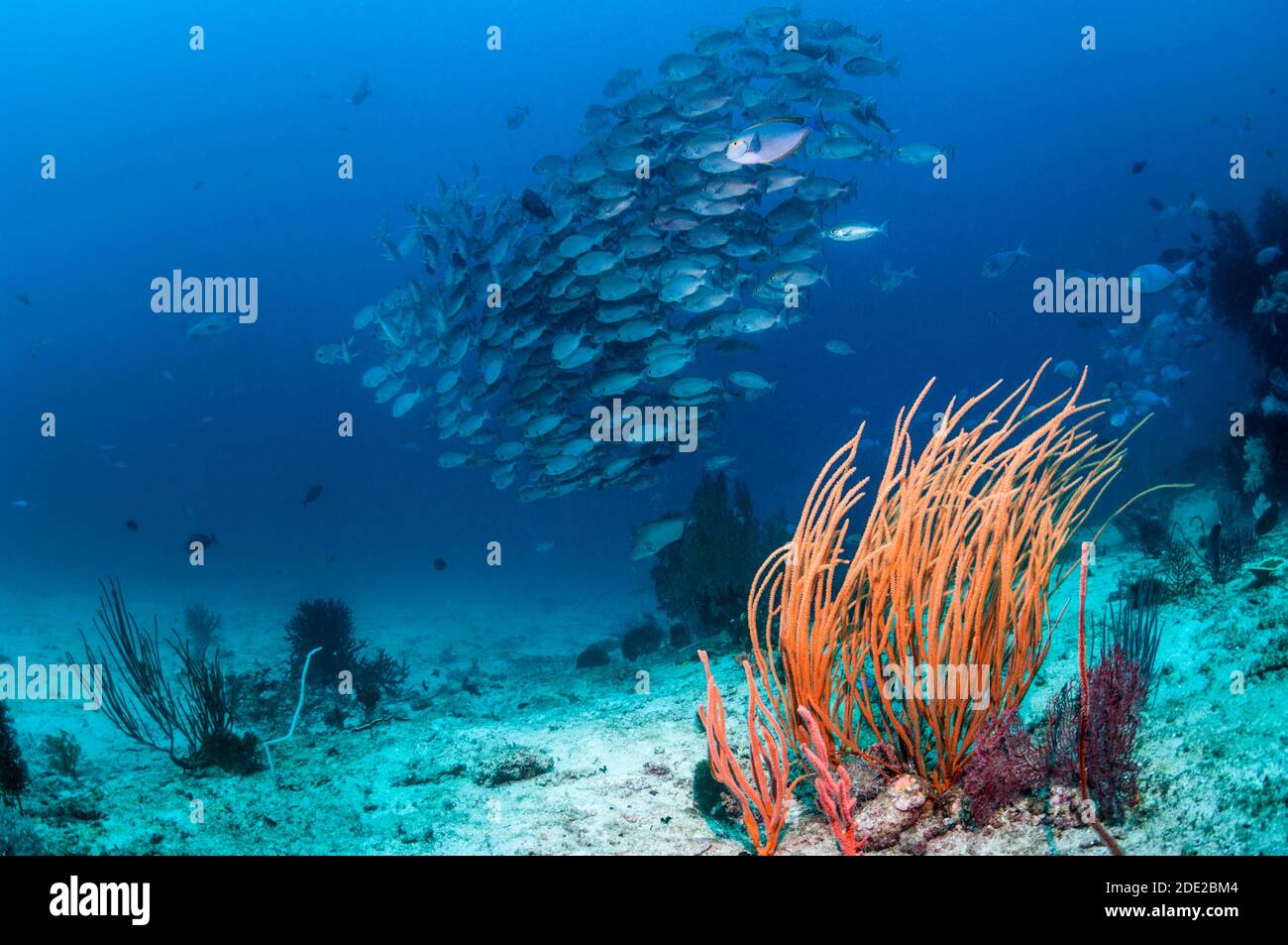 Korallenriff-Landschaft mit Peitschenkorallen und einer Schule von Pinjalo Schnappern. Triton Bay, West Papua, Indonesien. Stockfoto