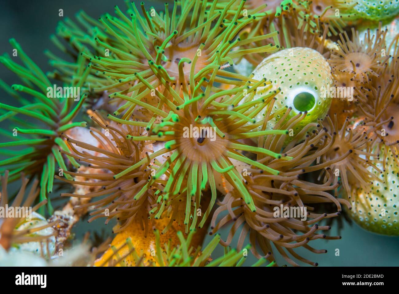 Koloniale Anemonen [Amphianthus nitidus] mit grünem Urnenmeer [Didemnum molle] [Atriolum robustum]. Lembeh Strait, Nord-Sulawesi, Indonesien. Stockfoto
