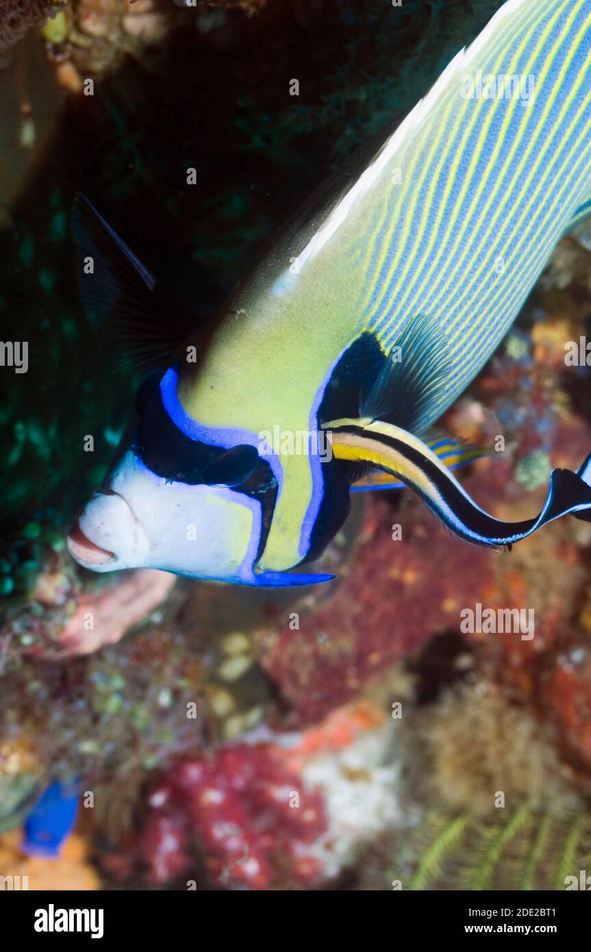 Kaiserangelfisch (Pomacanthus Imperator) mit einem Blaureak-Reinerwasche in seiner Kiemen. Indonesien. Stockfoto