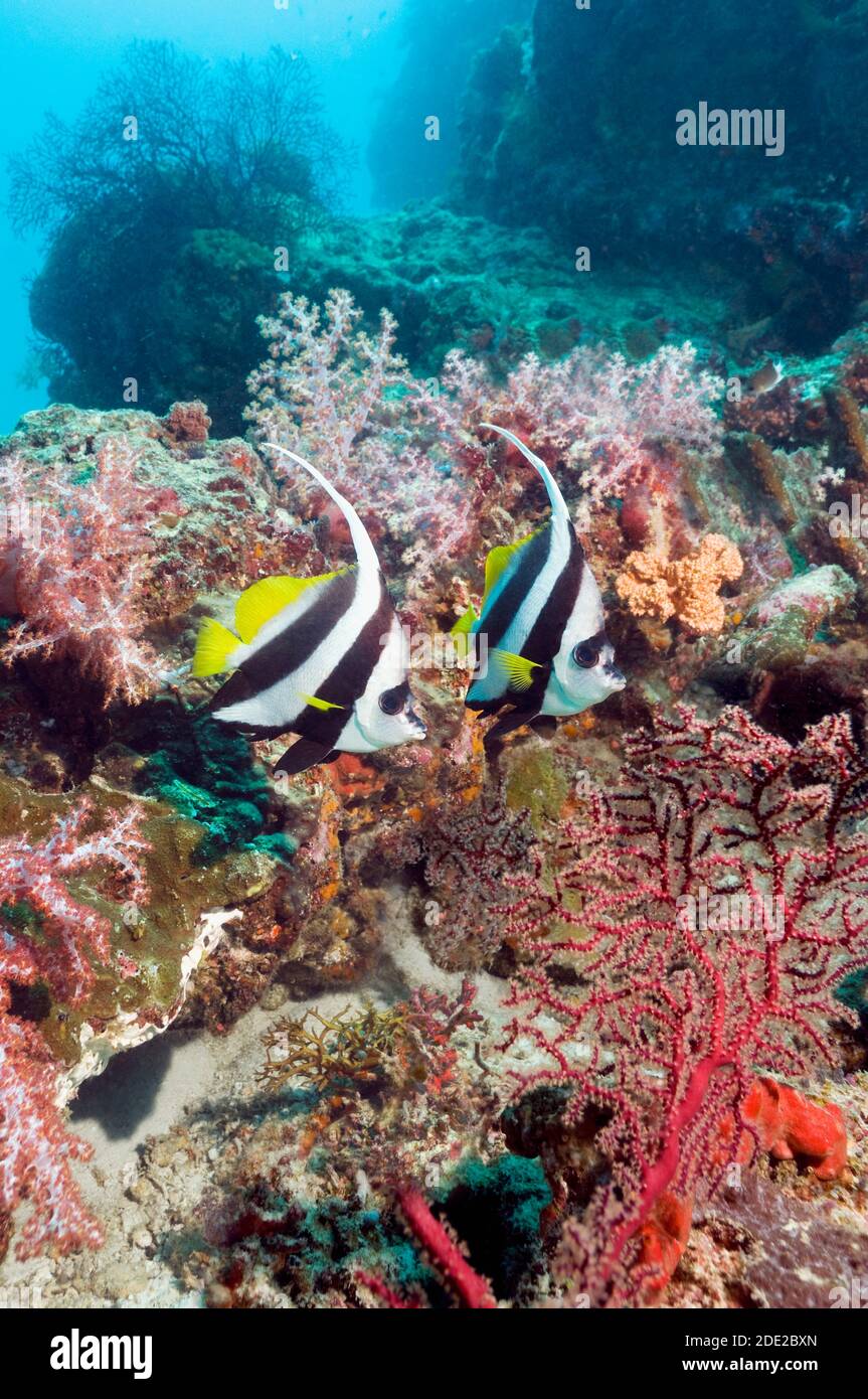 Langflossen-Bannerfisch (Heniochus acuminatus) mit Weichkorallen am Riff. Andamanensee, Thailand. (Digitale Erfassung). Stockfoto